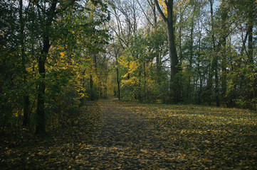 Autumn bike ride with climbing up in the valley covered with golden leaves