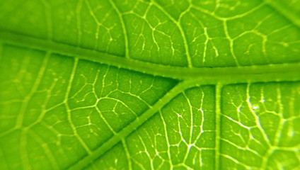 Close up green leaf texture