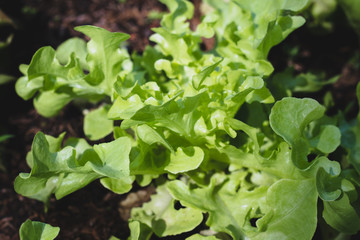 organic green oak leaf  salad on  oraganic vegetables salad  food background