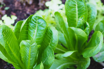 organic green cos lettuce or Cos Romaine Lettuce on healthy  vegetables salad  food nature background