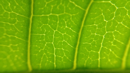 Close up green leaf texture