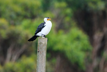 Little Pied Cormorant on post