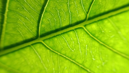 Close up green leaf texture