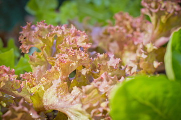 fresh red coral lettuce on  organic vegetables salad  food background
