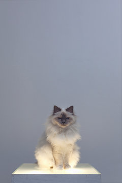 White cat sitting majestically on a light box