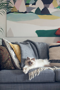 Sacred birman white cat lying on sofa