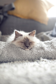 Sacred birman cat sleeping on blanket