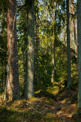 Obraz premium Trees in a nature reserve