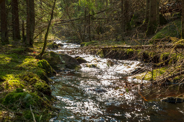 Small stream through a nature reserve