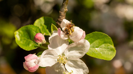 Honigbiene beim Nektar sammeln auf einer Apfelbaumblüte