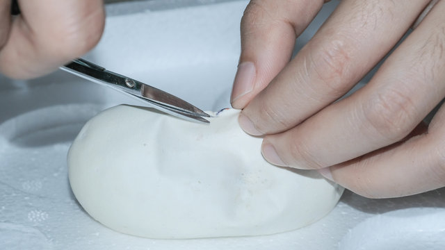 Snake egg ball python on a brown wood color.Purple Albino Ball Python on white background. 