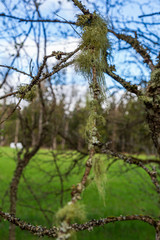 Hanging beard lichen on a branch
