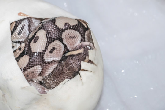 Snake egg ball python on a brown wood color.Purple Albino Ball Python on white background. 