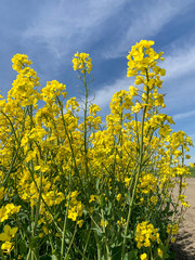 Blooming rapeseed field under a blue sky