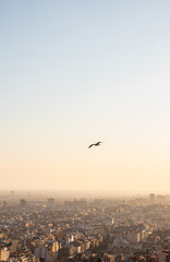 Bird flying over of the city of Barcelona and the Mediterranean sea