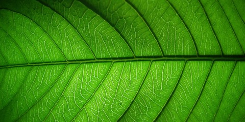 Close up green leaf texture