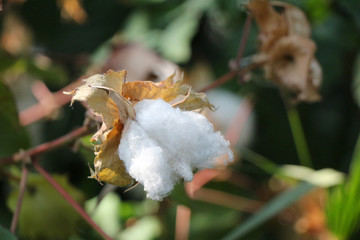Close up of cotton flower ready for harvesting. Cotton plant with white soft flowers. Organic material agriculture