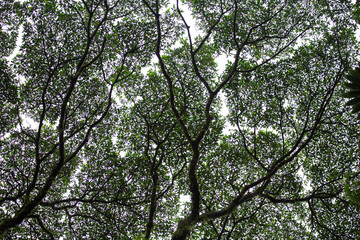 Trees National Park of Arenal Volcano in Costa Rica