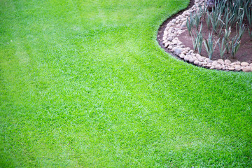 nice and well-kept garden grass