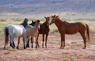 Fototapeta premium Wild horse pack having conversation and the plan for the day