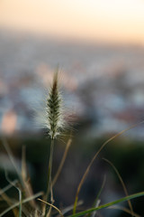 Dry plant focused on foreground with blurred city on the background during sunset