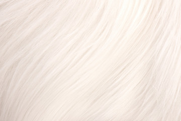 Background from natural fur. Animal Hair Background. Black and White Background.