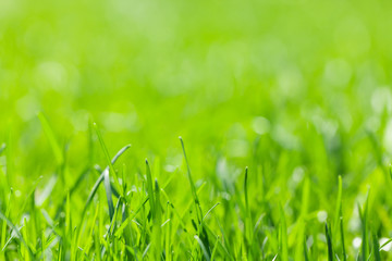 Green grass background