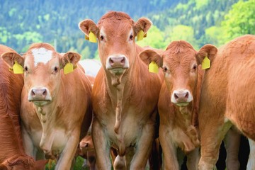 Herd of cows - Limousin breed