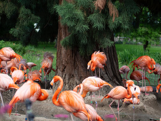 Group of pink flamingoes in Cologne Zoo
