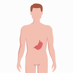 Fototapeta premium Stomach on man body silhouette vector medical illustration isolated on white background. Human inner organ placed in bady infographic elements in flat design.