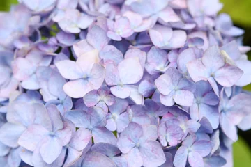 Foto op Aluminium 紫陽花の花　紫色 © araho