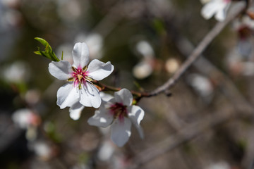 Cherry blossom flowers close up with blurred background