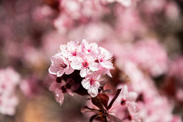 Cherry blossom flowers close up with blurred background