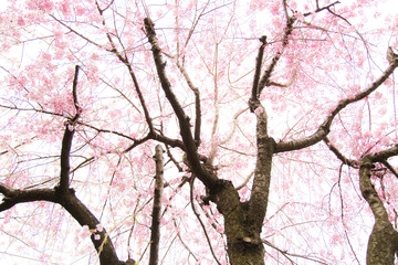 Cherry Blossoms