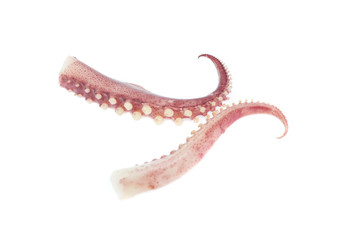tentacles of octopus isolated on white background