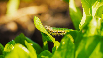 Furry little caterpillar crawls on a juicy green sorrel leaf at Sunny day on blur backgroung.