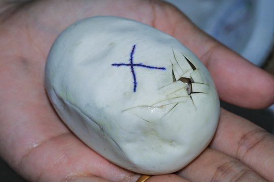 ball python on a brown wood color.Purple Albino Ball Python on white background.