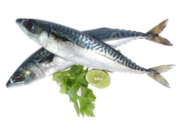 Fresh saba fish isolated on white background