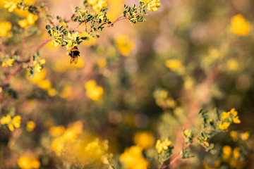 Close up of a bee posed on yellow flowers and green leaves