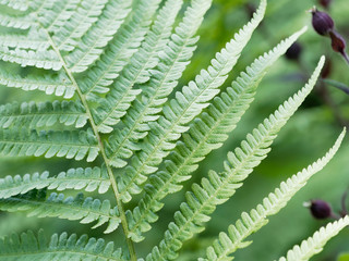 Fronde de fougère ou Filicophytes (Filicophyta)