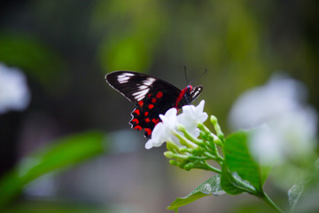 Obraz na płótnie Canvas Common Mormon Butterfly sitting on the flower plants with wings wide open in its natural habitat on a beautiful Spring morning.