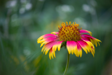 Beautiful Portrait of Gaillardia aristata flower against a soft green blurry background