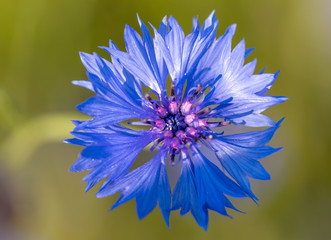 Beautiful blue Cornflower Centaurea cyanus. Beautiful flowers with blue bloom in summer meadow, Summer agriculture concept.