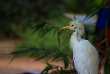  Portrait of Cattle Egret in its natural habitat in a soft   blurry background