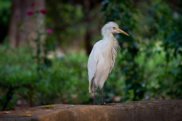  Portrait of Cattle Egret in its natural habitat in a soft   blurry background