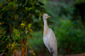  Portrait of Cattle Egret in its natural habitat in a soft   blurry background
