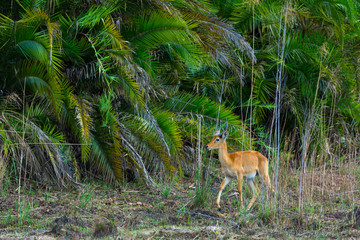 Puku (Kobus vardonii), Kasanka National Park, Serenje, Zambia, Africa