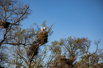 View of an adult stork in its nest with bright blue sky
