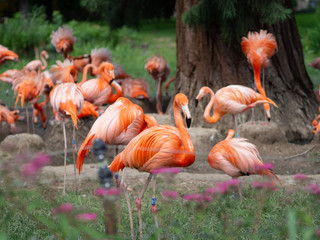 Fototapeta premium Group of pink flamingoes in Cologne Zoo