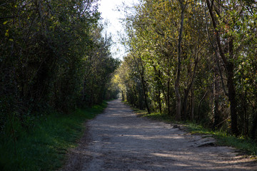 View of a walking forest path with green trees
